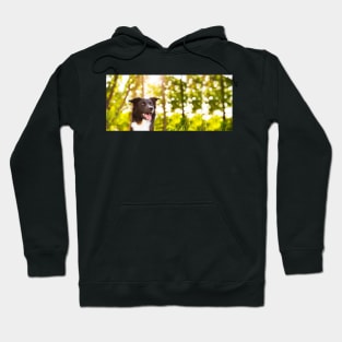 Border Collie Nature Portrait Hoodie